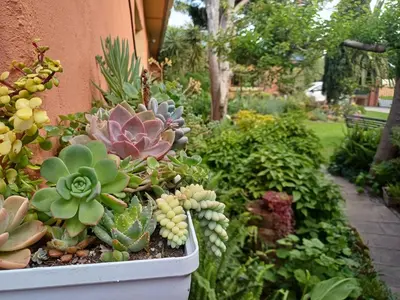 a garden with succulents and plants in at A Jungle House in Somerset West