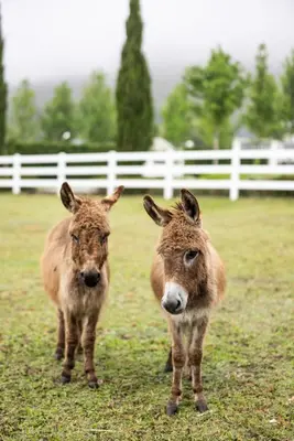 two donkeys standing in a field next to a fence at Oakvale Estate in Franschhoek