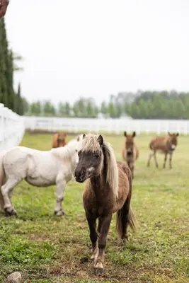 a group of horses standing in a field at Oakvale Estate in Franschhoek