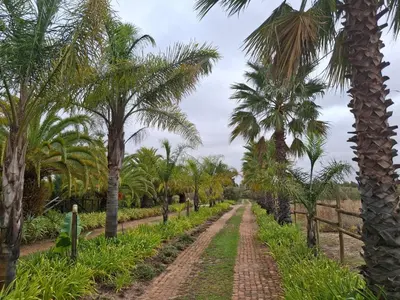a plantation of palm trees on a dirt road at Timeless at Rusticana in Klapmuts