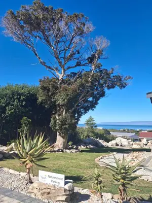 a tree in a park with two cactuses at Nature's Nest in Bettyʼs Bay