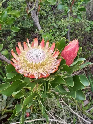 a flower on top of a plant at Nature's Nest in Bettyʼs Bay
