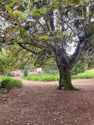 a tree in the middle of a dirt road at William's Cottage in Franschhoek