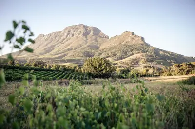 a mountain in the distance with a field and trees at Le Pommier Wine Estate in Stellenbosch