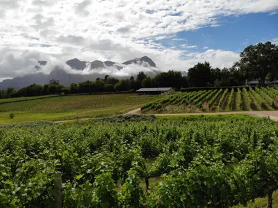 a field of vines with mountains in the background at Le Pommier Wine Estate in Stellenbosch
