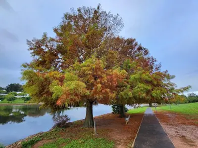 a tree with colorful leaves next to a lake at Serene waterfront escape! Luxury, King bed! in Durbanville