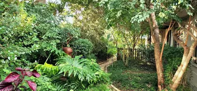a garden with plants and trees and a house at Tuinvrede Guesthouse in Welgemoed
