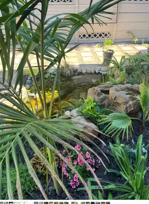 a pond in a garden with a palm tree and flowers at Sunset Spray in Cape Town