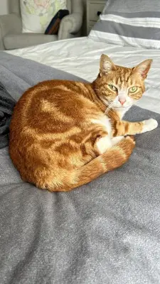an orange cat is laying on a bed at Private Garden Flat Blouberg Beach in Cape Town