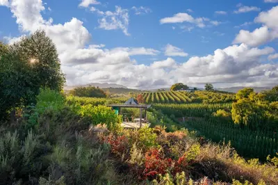 a view of a vineyard with a gazebo in a field at The smallest farm in Africa ELGIN in Grabouw