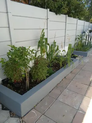 a row of potted plants in front of a fence at Lucian Bed and Breakfast in Goodwood