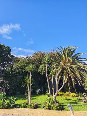 a bird standing in a park with palm trees at Somerset West Stay 2 in Somerset West