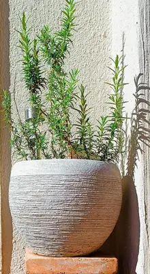 a planter with green plants in it on a wall at Entire 2 Level Townhouse in Backenfell Cape Town in Brackenfell