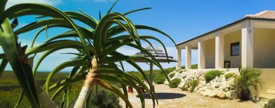 a palm tree in front of a house at Kapensis Guesthouse II Venue & self-catering in Bettyʼs Bay