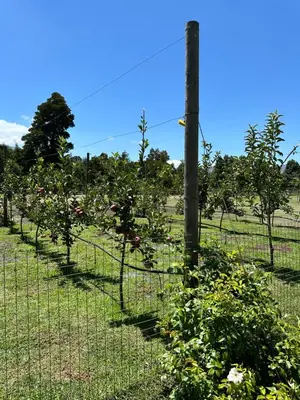 a row of apple trees in an orchard at Apple Cottage in Grabouw