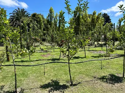 a row of apple trees in an orchard at Apple Cottage in Grabouw