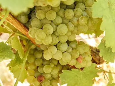 a bunch of green grapes hanging on a vine at The Neighbours Farm - Homestead in Stellenbosch