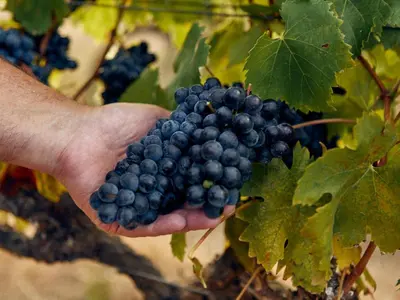 a person holding a bunch of grapes on a vine at The Neighbours Farm - Homestead in Stellenbosch
