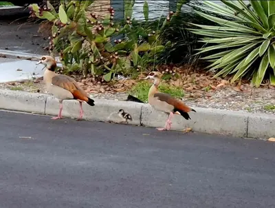 two birds walking on the side of the road at Kiewiets Nest in Victory Hill