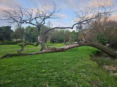 a tree laying on the grass in a field at Protea Rus in Wellington