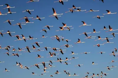a flock of birds flying in the sky at Lagoon & beach paradise in Lake Marina