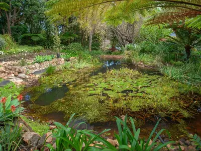 a garden with a pond with water lilies at Leopard Lodge in Hermanus