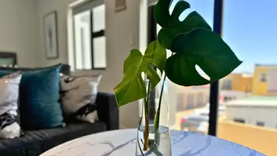 a green plant in a vase on a table at Obs Centre The Lookout in Cape Town
