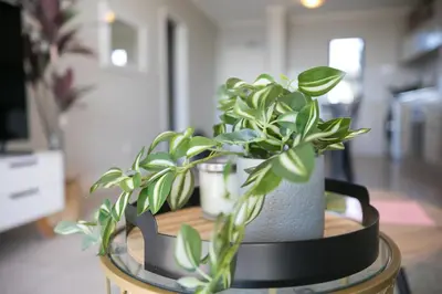 a table with two potted plants on top of it at Family Suite-Two Bedroom Waters Edge in Cape Town