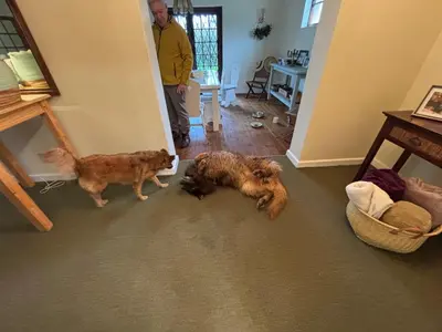 two dogs standing in a living room with a man at Hermanus Hartshuis in Hermanus