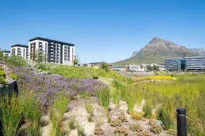 a field of flowers with buildings in the background at 413 Riverlands - 1 Bedroom Apartment with Parking in Cape Town