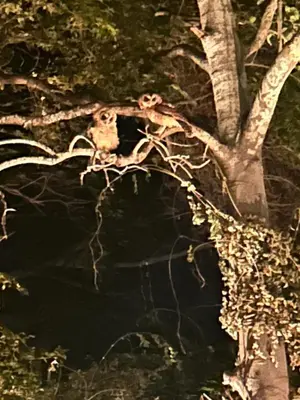 a branch of a tree in the middle of a forest at Bishopsfield Guesthouse Rondebosch in Cape Town
