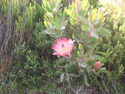 a pink flower in the middle of some plants at Avondsrus Guesthouse in Bettyʼs Bay