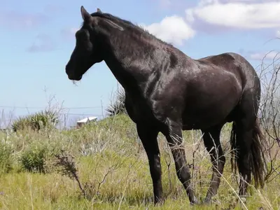 a black horse standing in a field of grass at Paul's Place in Fisherhaven