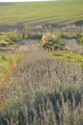 a field of tall grass with flowers in the foreground at The Old Dairy at Allemanskloof in Paarl