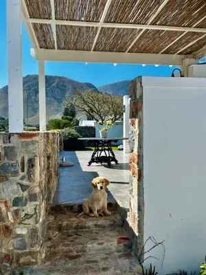 a dog sitting on the steps of a house at Cali House, Kwaaiwater Getaway in Hermanus