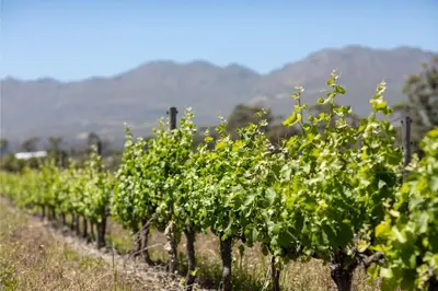 a row of grape vines in a field at Vineyard Flatlets at 13 Olives Estate in Cape Town