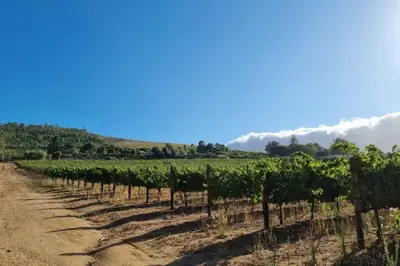 a row of vines in a vineyard at Vineyard Flatlets at 13 Olives Estate in Cape Town
