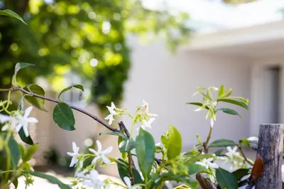 a bush with white flowers in front of a house at Patryssenvalleij Farm and Cottages in Stellenbosch