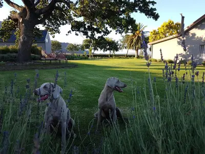 two dogs sitting in the grass in a yard at PicardiPlace in Rawsonville