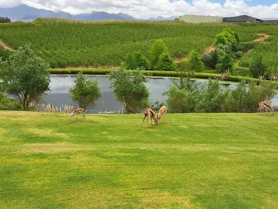 three deer grazing in a field next to a lake at Glengarry in Grabouw