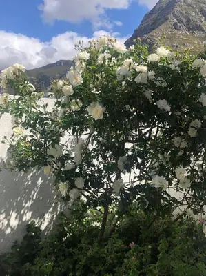 a tree with white flowers in front of a mountain at Voëlklip House - Home with Pool & Mountain views in Hermanus
