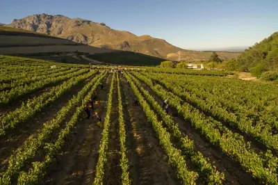 an aerial view of a vineyard with people in a field at Lanzerac Hotel & Spa in Stellenbosch