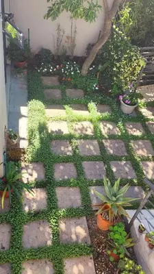 a garden with plants on a stone walkway at Water side Town house on the canal in Cape Town