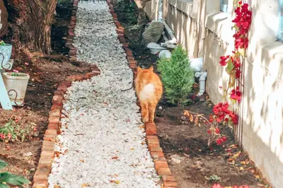 an orange cat walking down a stone walkway at Amulet At The Sea in Hermanus