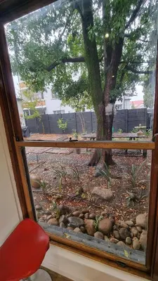 a window view of a yard with a tree at Stellebosch garden flat in Stellenbosch
