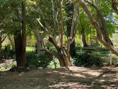 a group of trees and a bench in a park at Magents Farm Guesthouse in Paarl