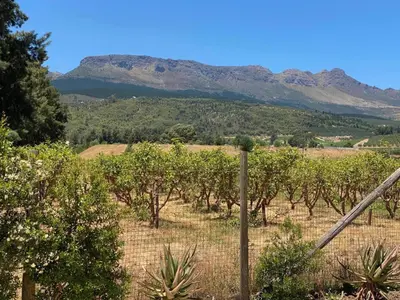 a vineyard with trees and mountains in the background at Magents Farm Guesthouse in Paarl