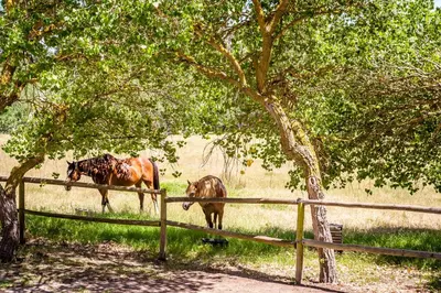 three horses standing in a field behind a fence at Natte Valleij in Klapmuts