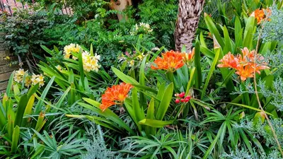 a garden with orange flowers and green plants at Induli on Sage in Plattekloof