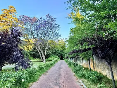a dirt road with trees and a wall at Die Jonkmanshuis in Stellenbosch
